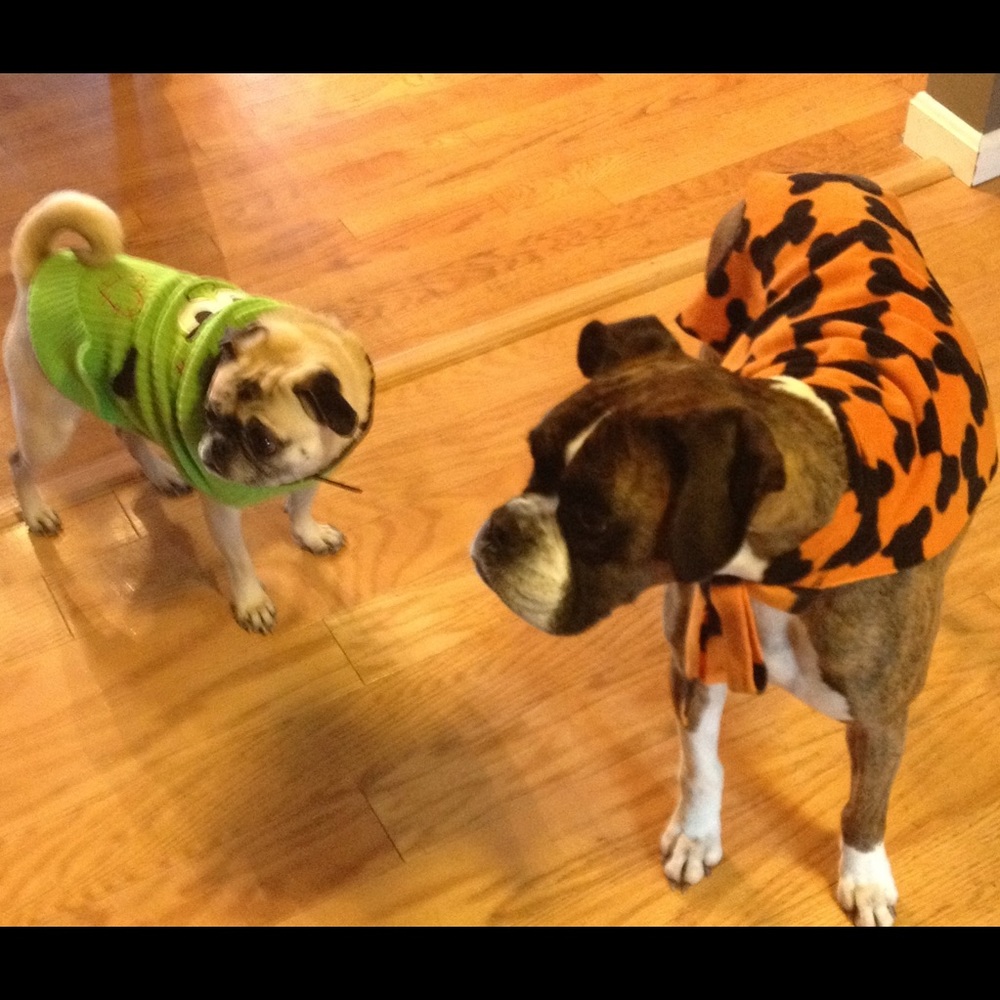 Meet your Posher Raffydogs - Picture 6 of 7